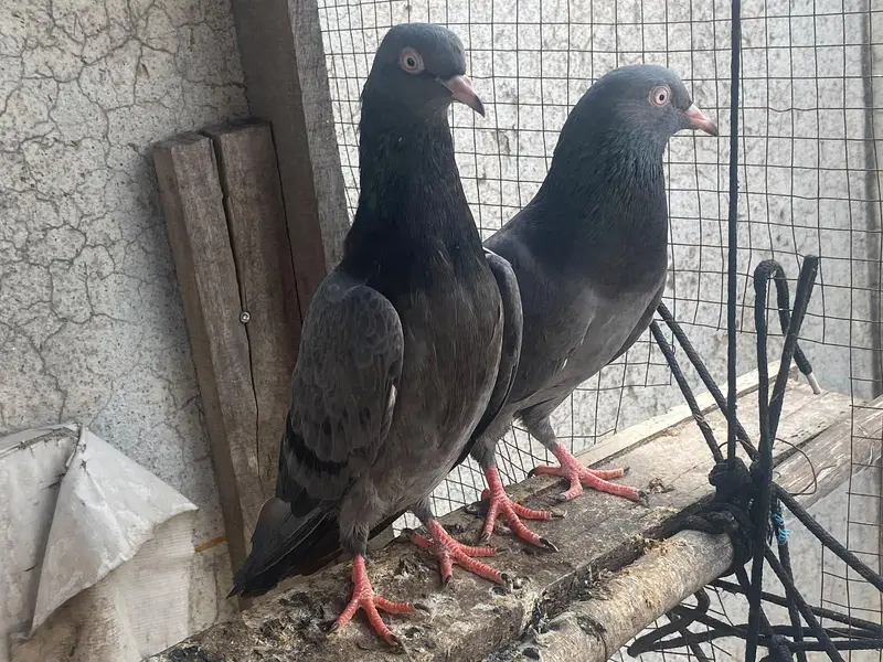 Nela kaamgar pair for sale