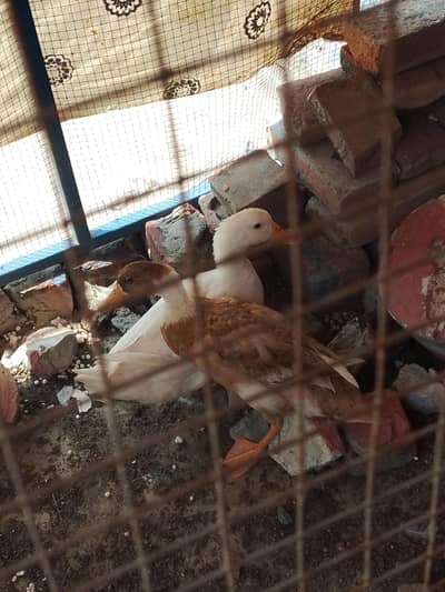 2 female ducks for sale