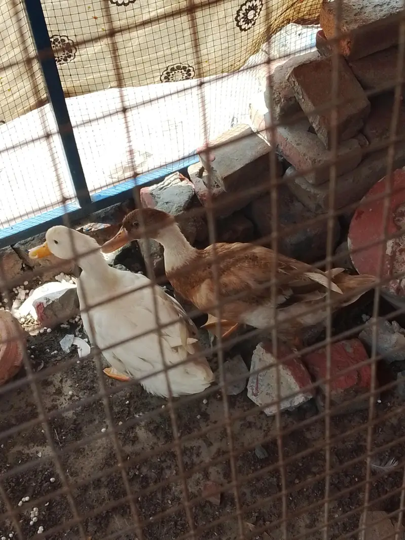 2 female ducks for sale — photo 2