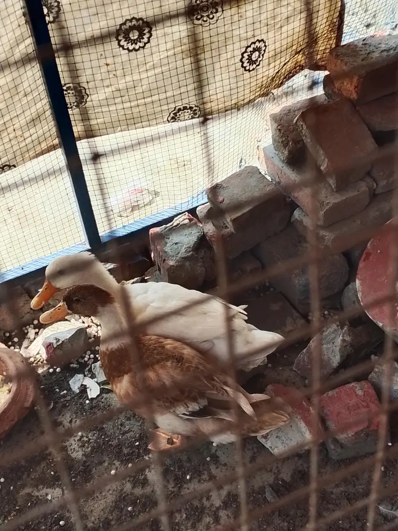 2 female ducks for sale — photo 3