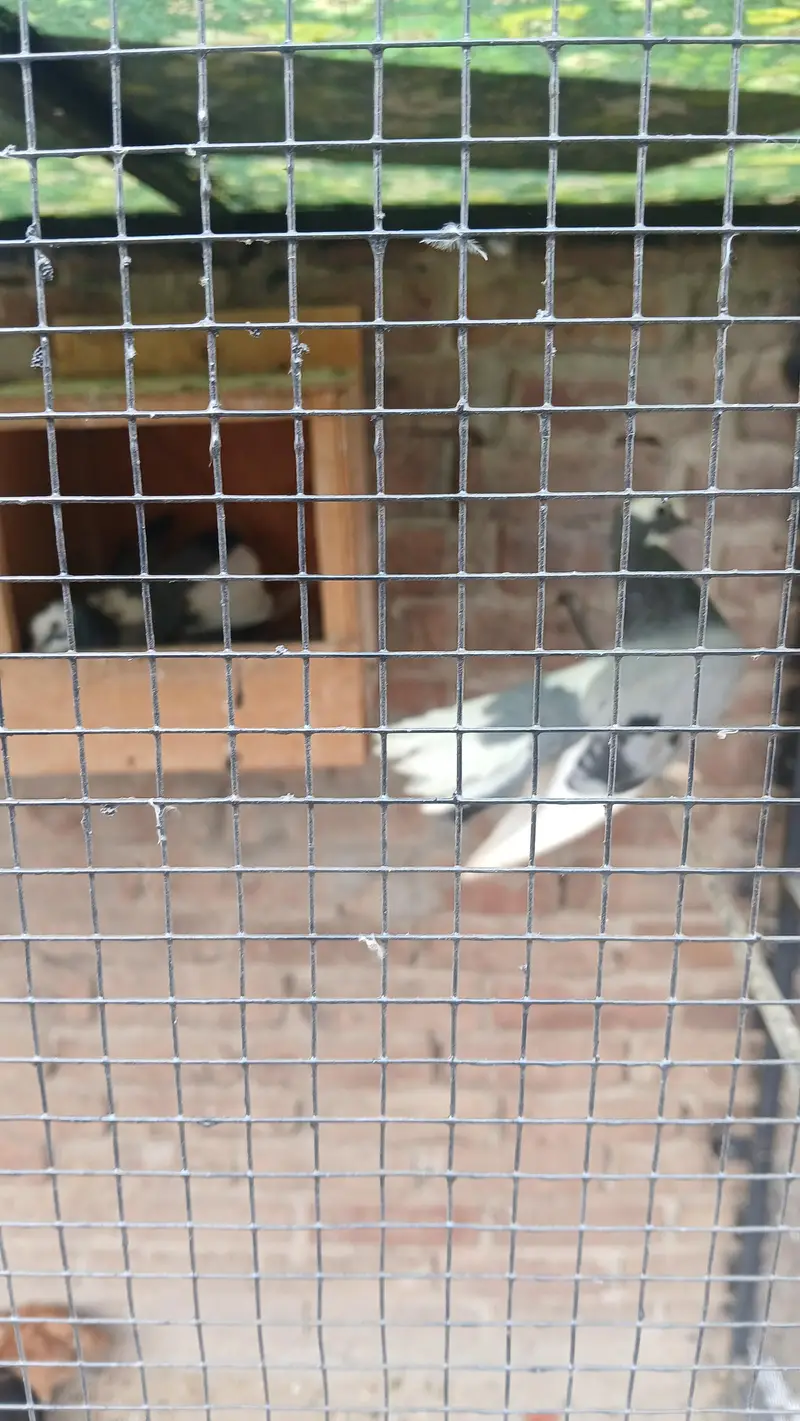 pigeons sale — photo 2