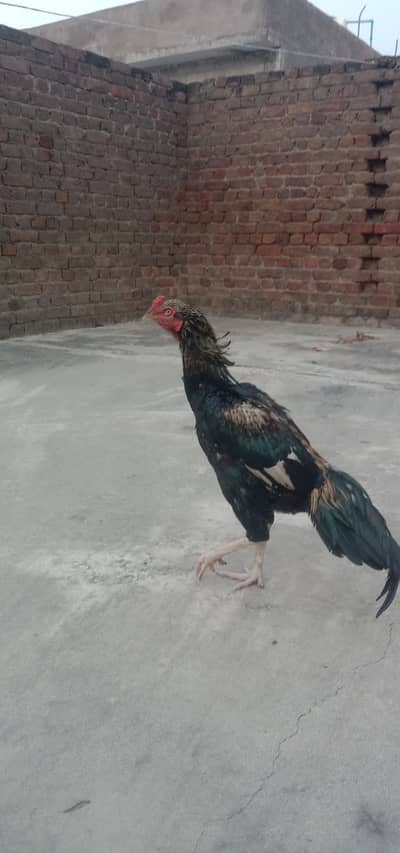 Aseel Pair Pure Lasani_03432628764 Whatsapp only