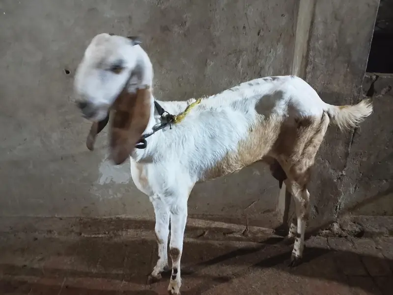 3 goats — photo 2