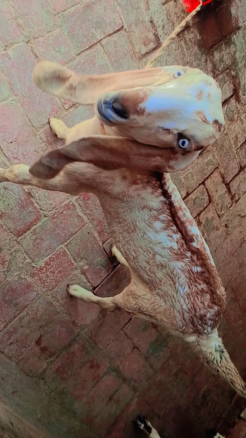 3 goats — photo 3