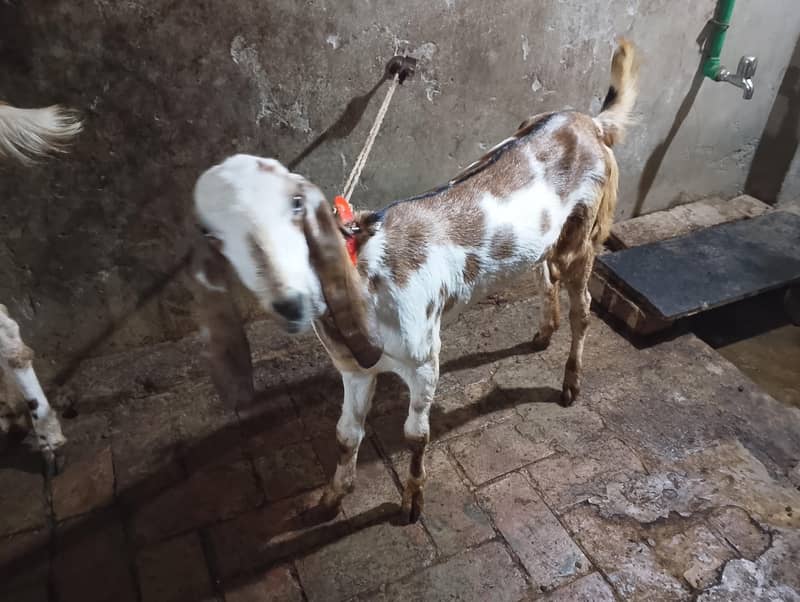 3 goats 4