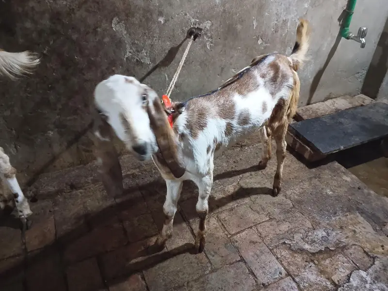 3 goats — photo 5