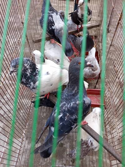 pigeon