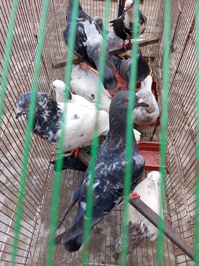 pigeon 0