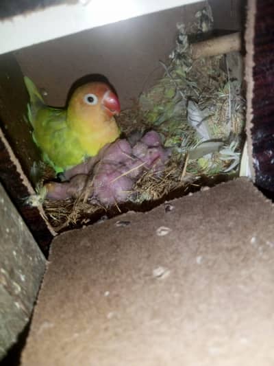 Healthy Breeder pair with one chick available