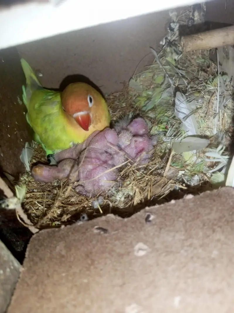 Healthy Breeder pair with one chick available — photo 2