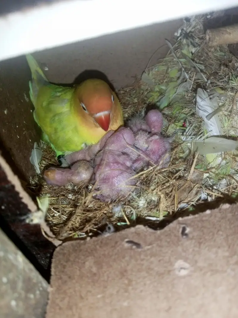 Healthy Breeder pair with one chick available — photo 3