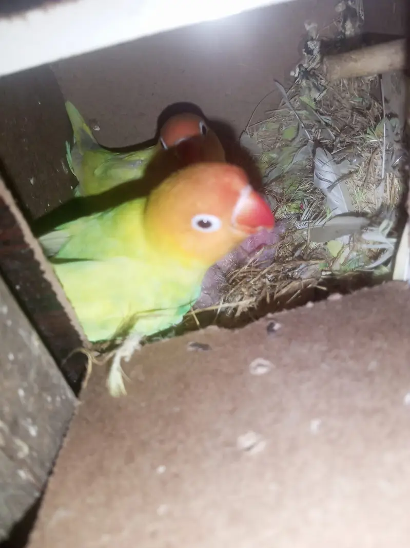 Healthy Breeder pair with one chick available — photo 4