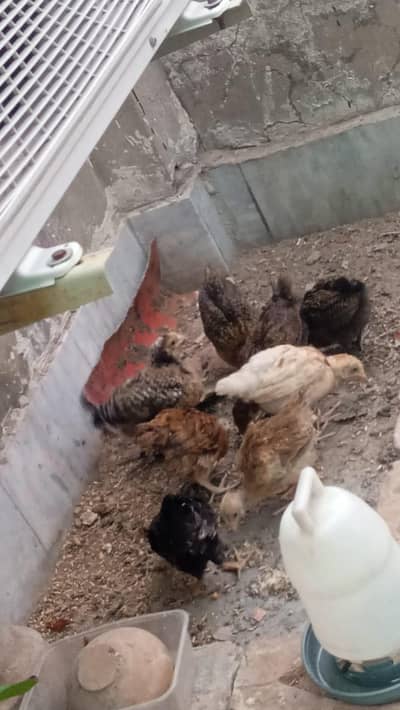 Desi Chicks