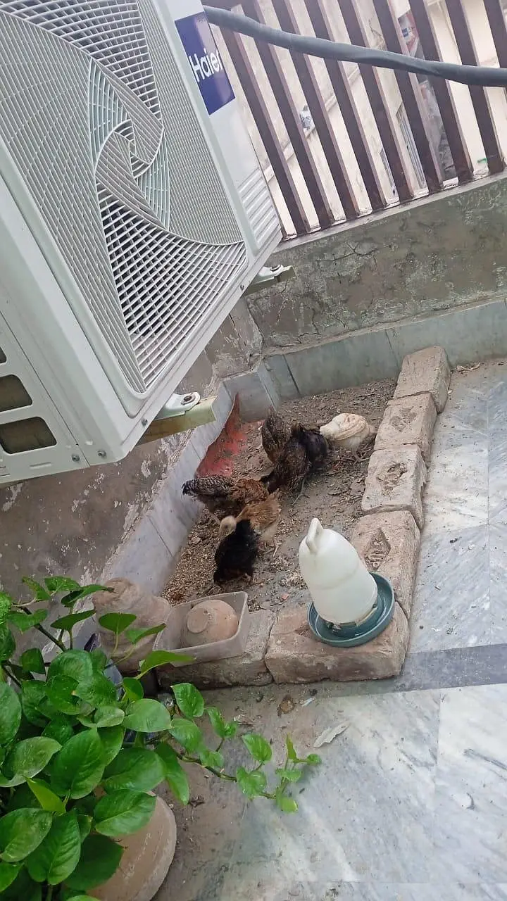 Desi Chicks — photo 2