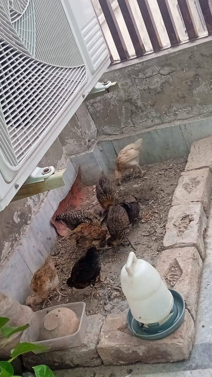 Desi Chicks 2