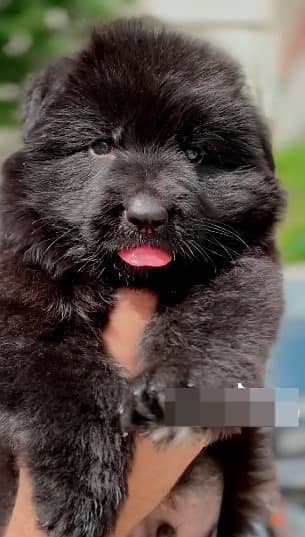 premium class GSD female puppy. . .