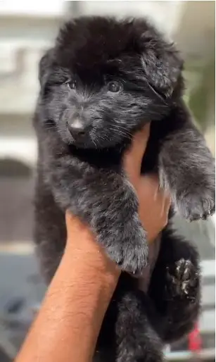 premium class GSD female puppy. . . — photo 2