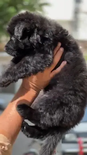 premium class GSD female puppy. . . — photo 3