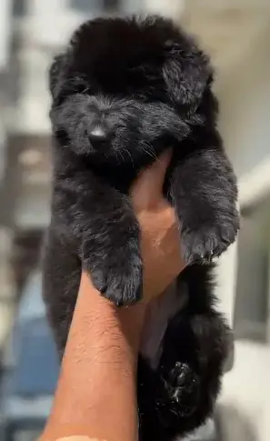 premium class GSD female puppy. . . — photo 5