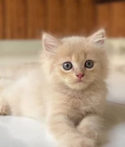 Persian cat. 2 weeks old male