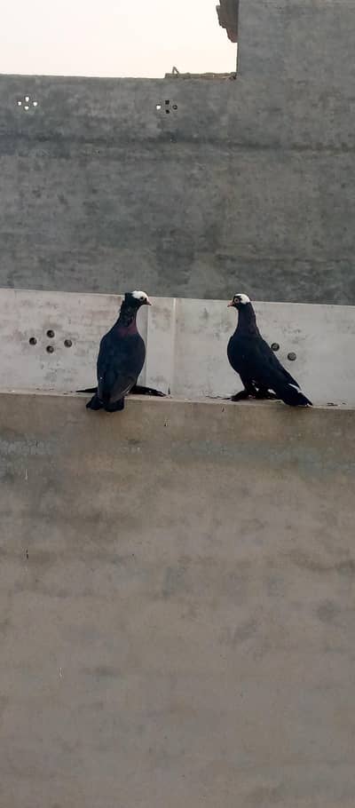 Mukhi pigeons