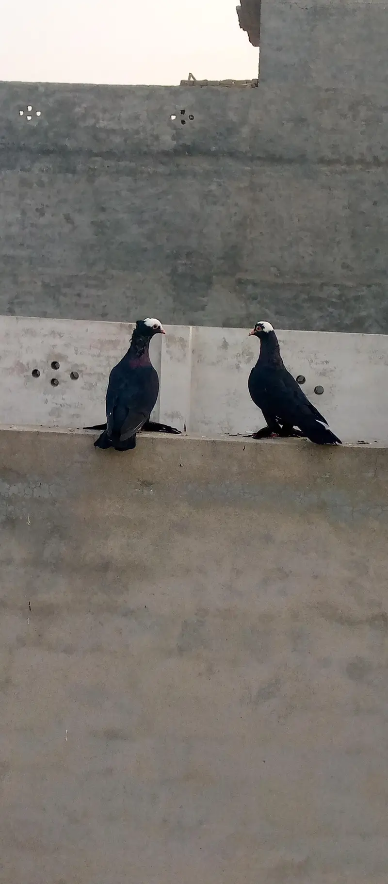 Mukhi pigeons