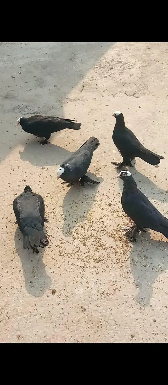 Mukhi pigeons — photo 2