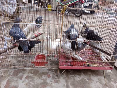 aseel aur lathay pigeon