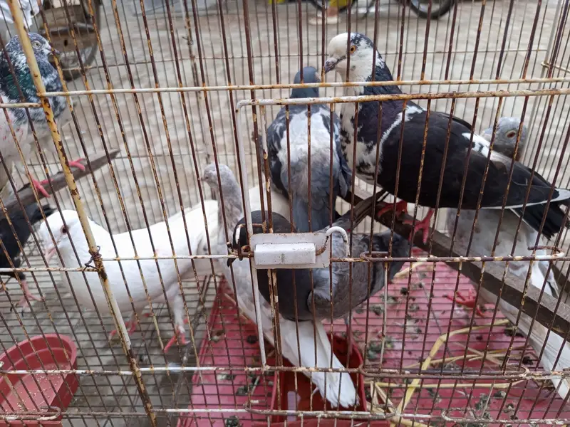 aseel aur lathay pigeon — photo 2
