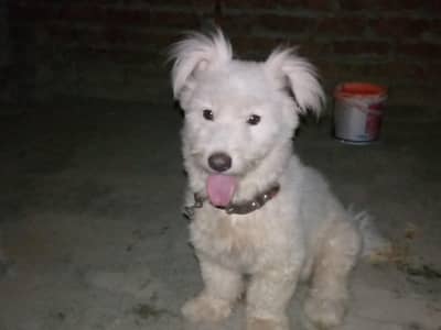 Dog for sale