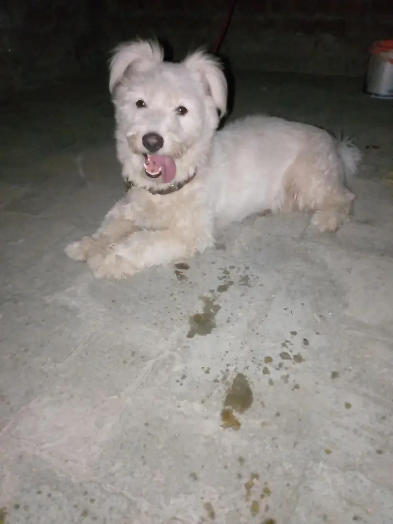 Dog for sale — photo 4