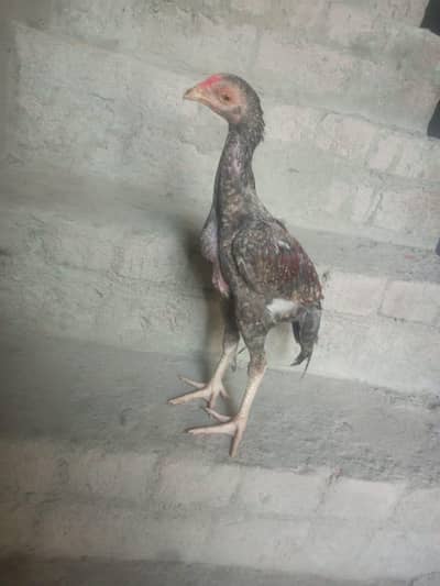 4 mah ka pure aseel