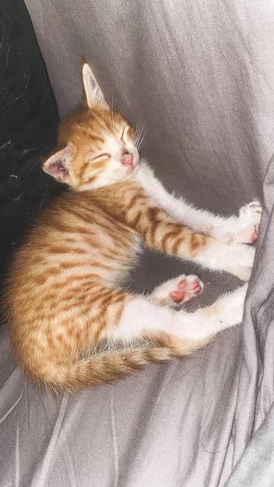 Cat for Sale
