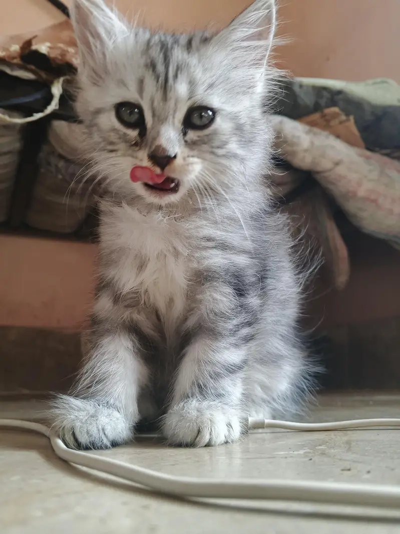 adorable kittens — photo 5