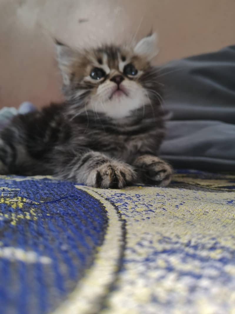 adorable kittens 8