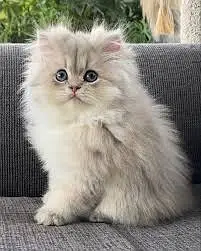 persian Kittens | Triple Coated Persian kittens | Kittens For Sale