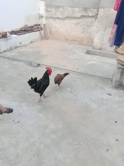 Austrolop+pure Desi heritage cross fertile eggs