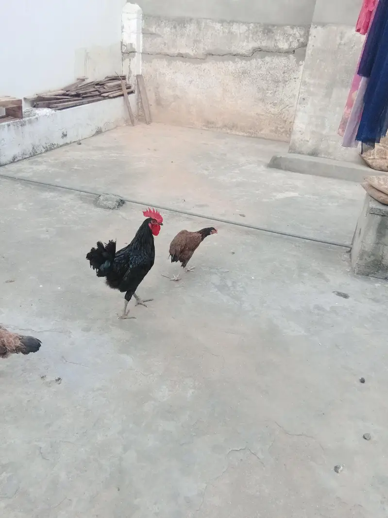 Austrolop+pure Desi heritage cross fertile eggs