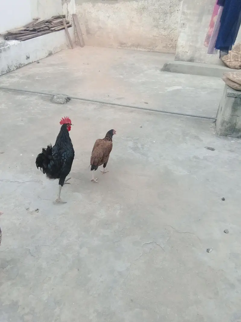 Austrolop+pure Desi heritage cross fertile eggs — photo 2