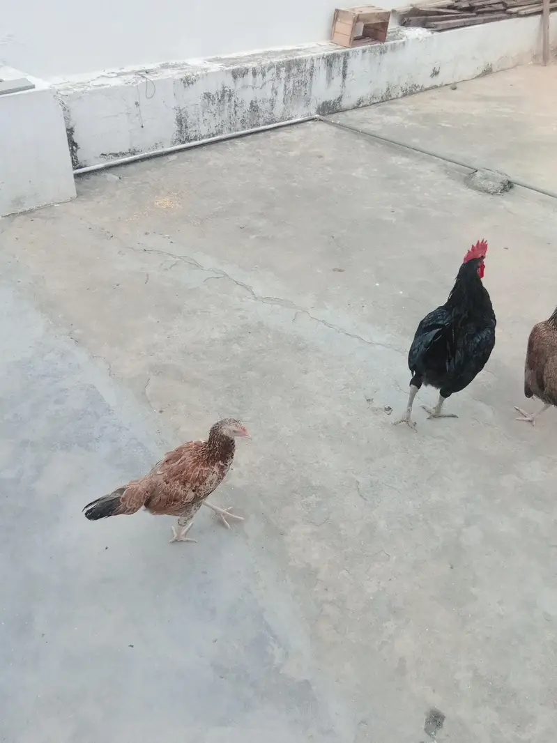 Austrolop+pure Desi heritage cross fertile eggs — photo 3