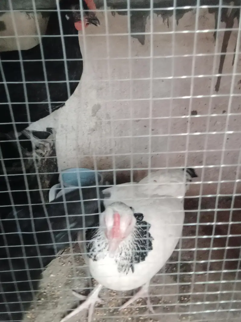 Austrolop+pure Desi heritage cross fertile eggs — photo 4