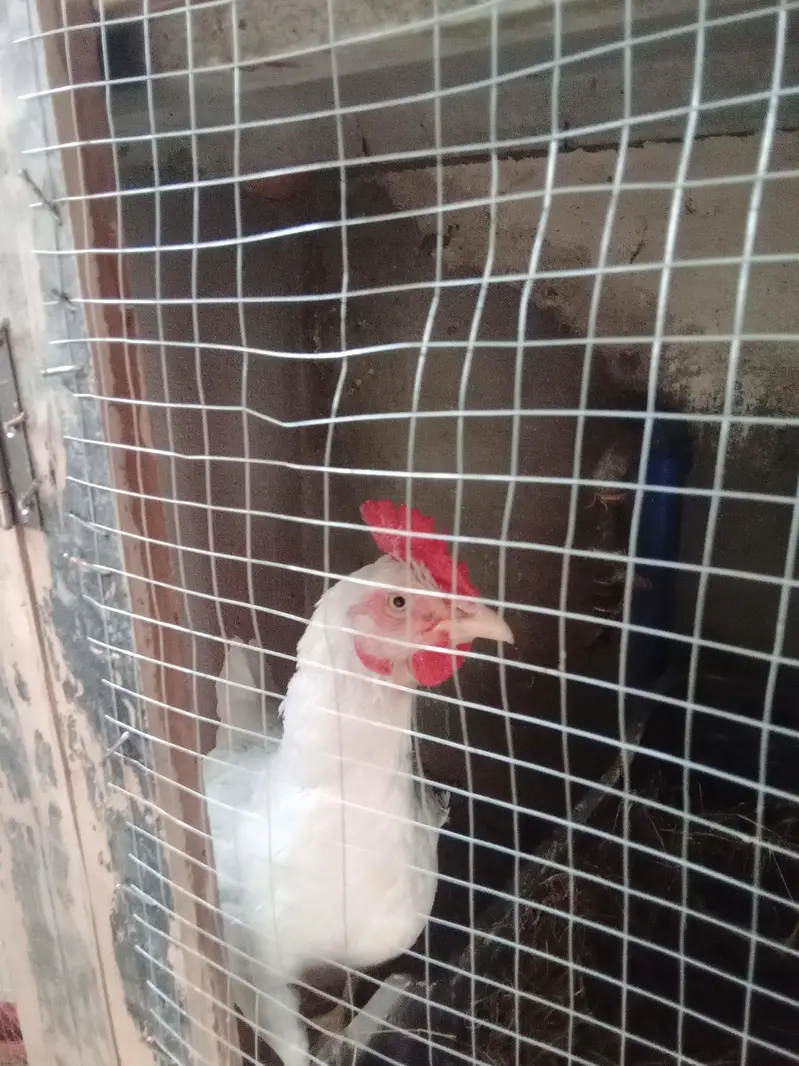Austrolop+pure Desi heritage cross fertile eggs — photo 5