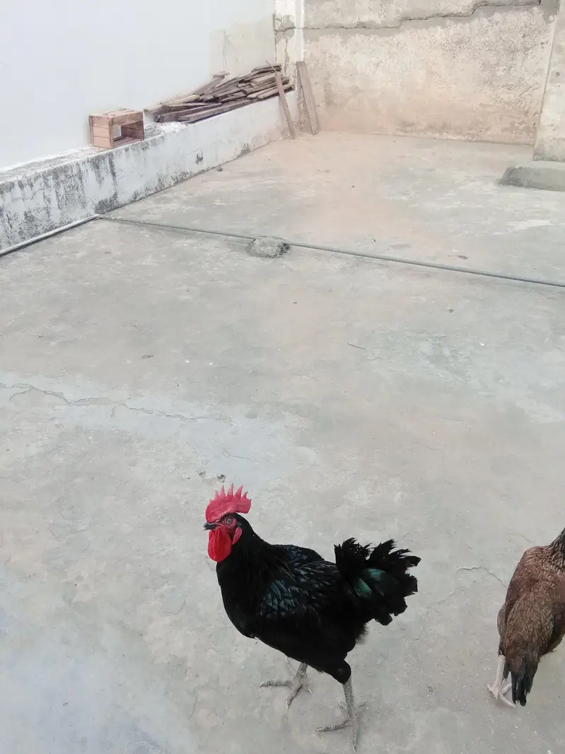 Austrolop+pure Desi heritage cross fertile eggs — photo 6