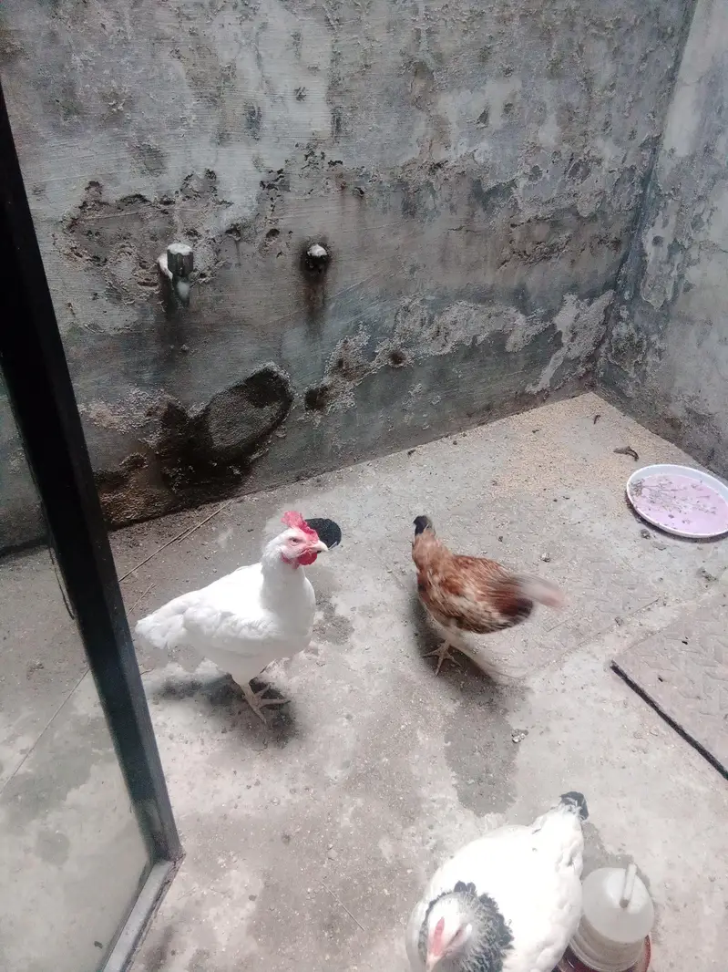 Austrolop+pure Desi heritage cross fertile eggs — photo 7