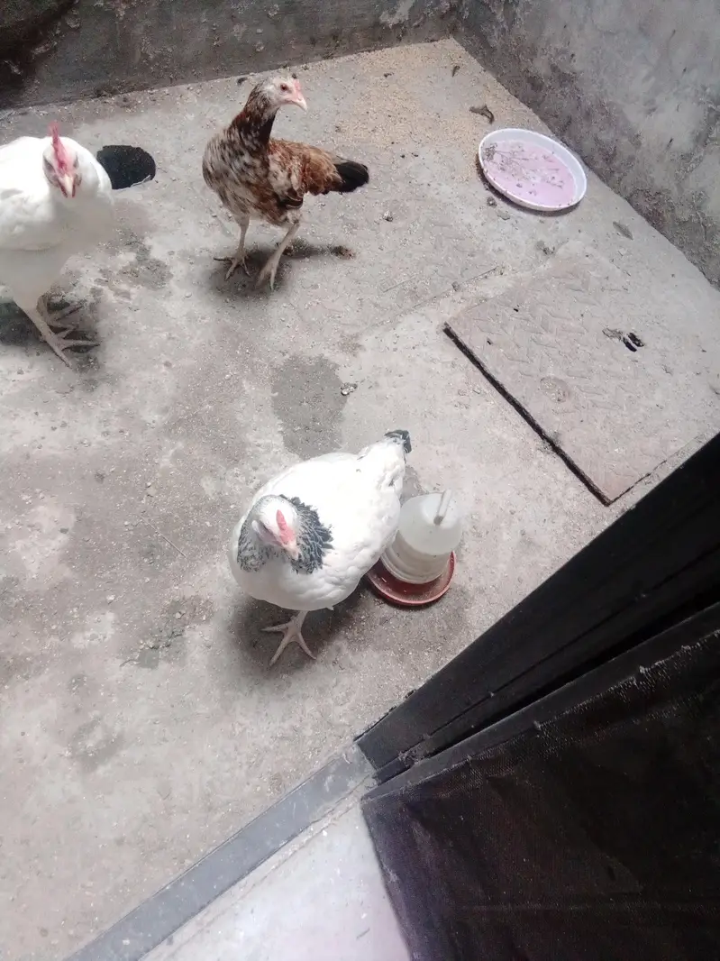 Austrolop+pure Desi heritage cross fertile eggs — photo 8