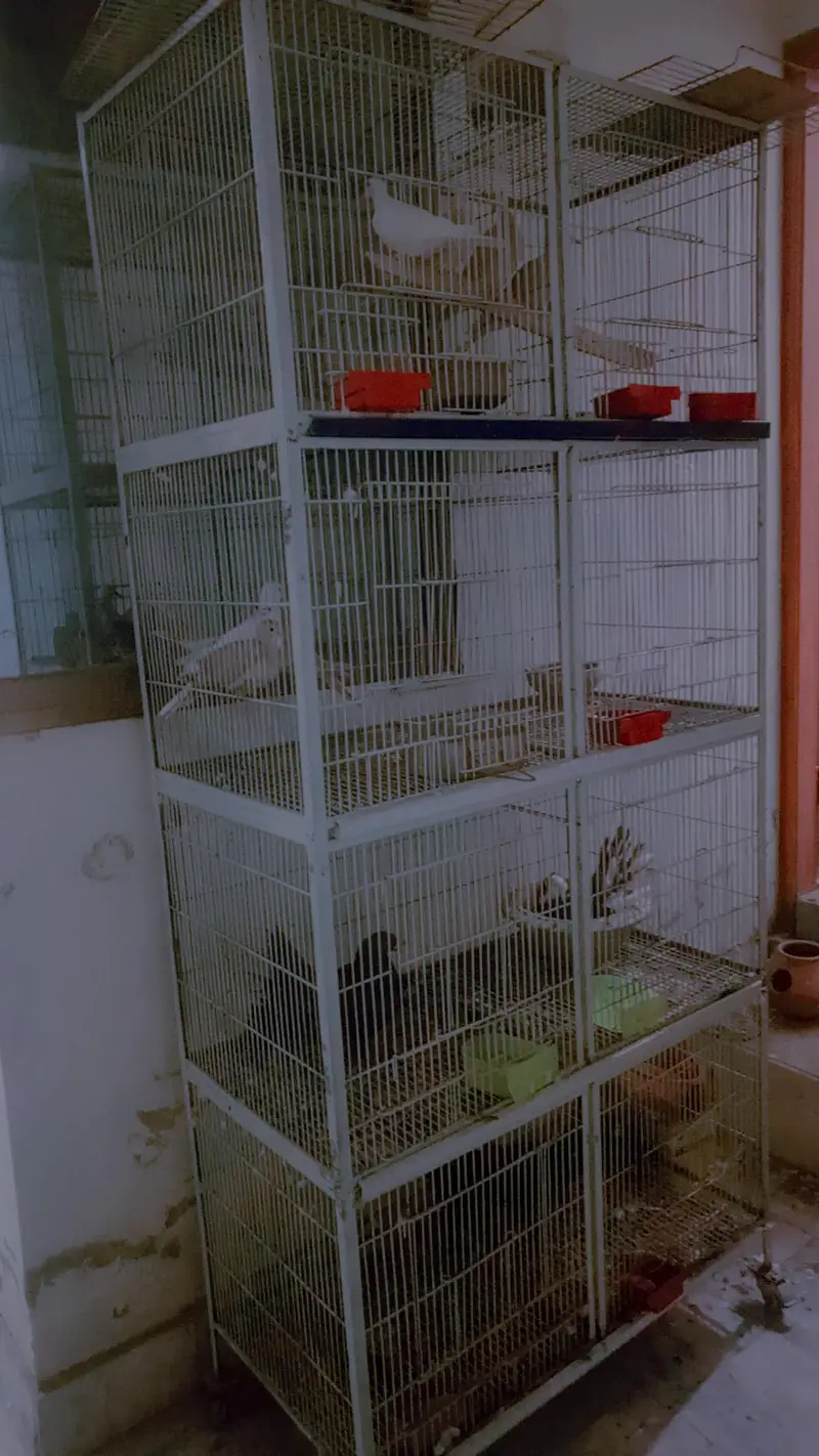 8 portion iron cage