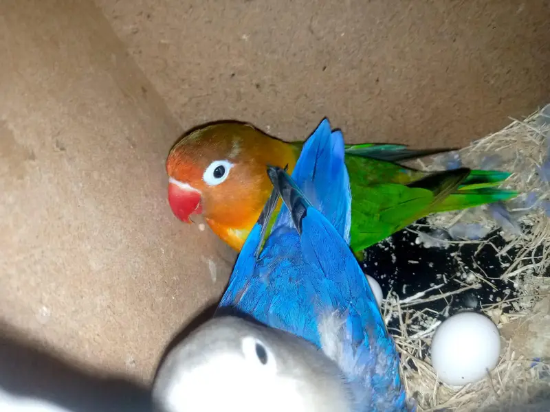 Love Bird Breeder jora hai