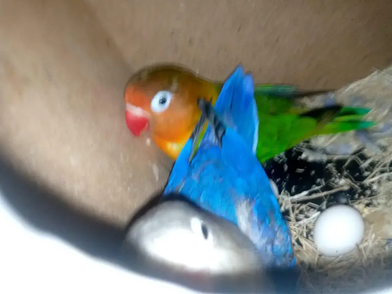 Love Bird Breeder jora hai — photo 2