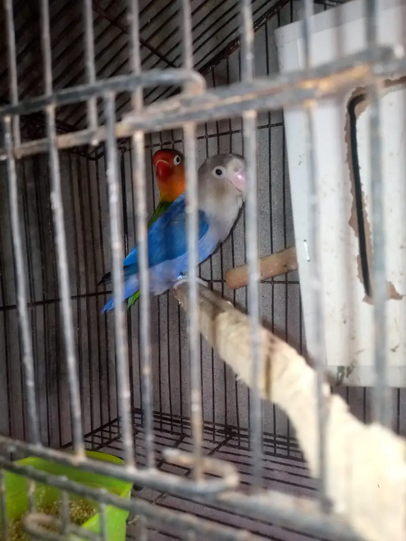 Love Bird Breeder jora hai — photo 3