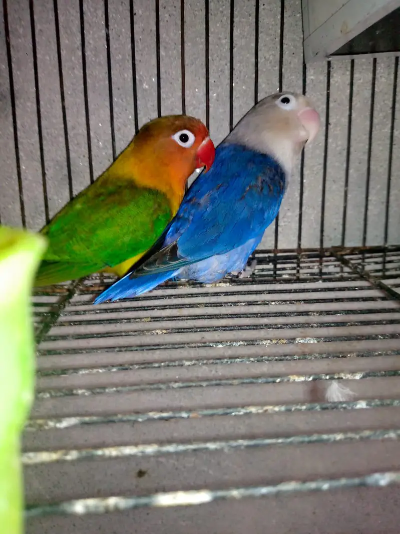 Love Bird Breeder jora hai — photo 4